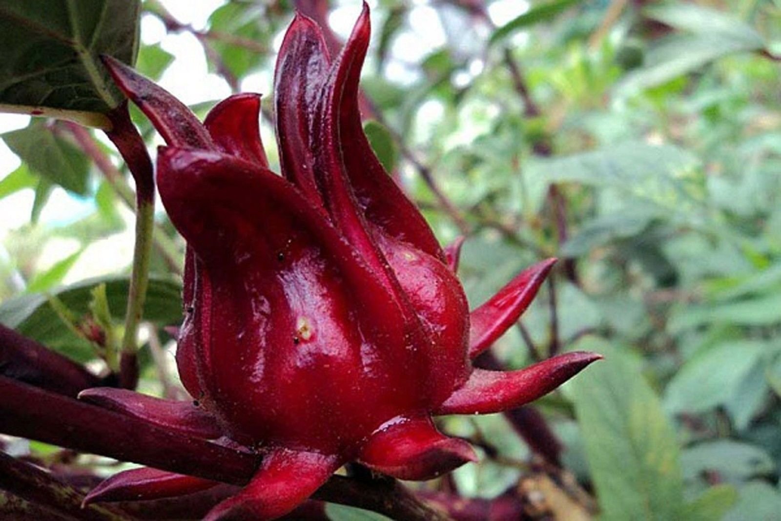 Roselle Hibiscus Seeds Showing Strong Plant Growth in Garden