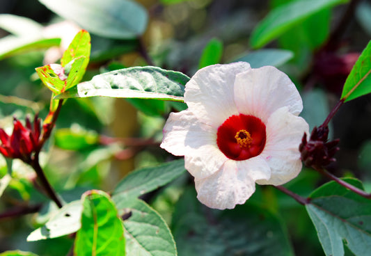Roselle Hibiscus Seeds with Red Calyx for High-Yield Garden Growing