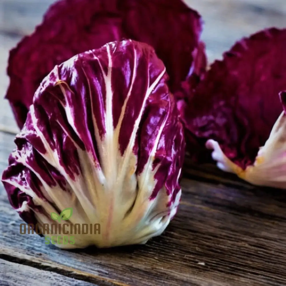 Rossa di Verona Radicchio Seeds Pack for Home Gardening
