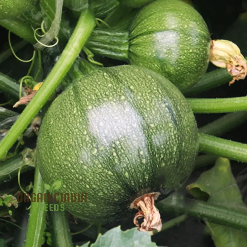 Round Zucchini Seeds for Planting, Hybrid High-Yield Vegetable Seeds