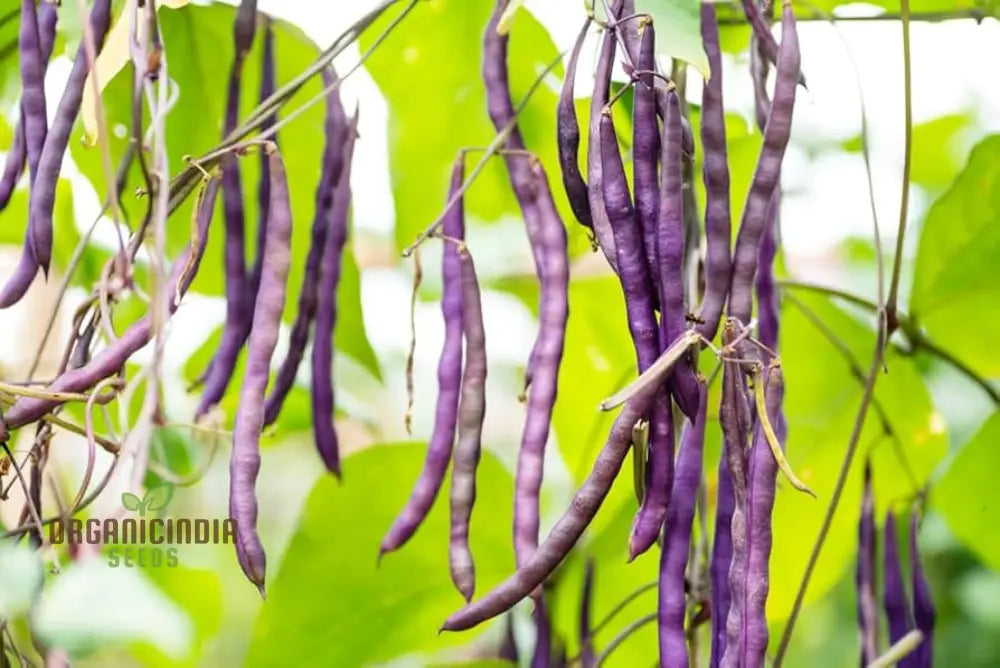 Royal Burgundy Plant Growing in Container from Seeds, Home Garden Plants
