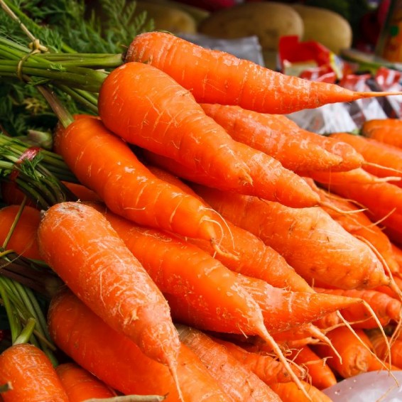 Mature Royal Chantenay Carrot Plant, Sweet and Crisp Roots
