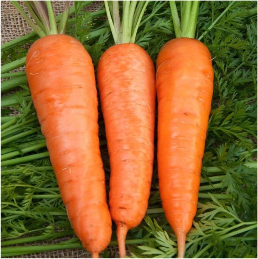 Royal Chantenay Carrot Seedlings, Easy-to-Grow Heirloom Garden Carrots
