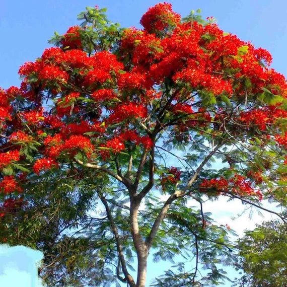 Royal Poinciana Flowering Tree Grown from Seeds