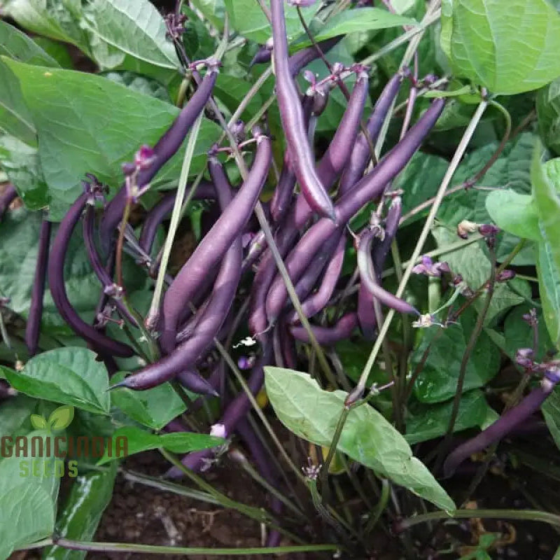 Mature Royalty Purple Pod Bean Plant from Seeds, High-Yield Variety