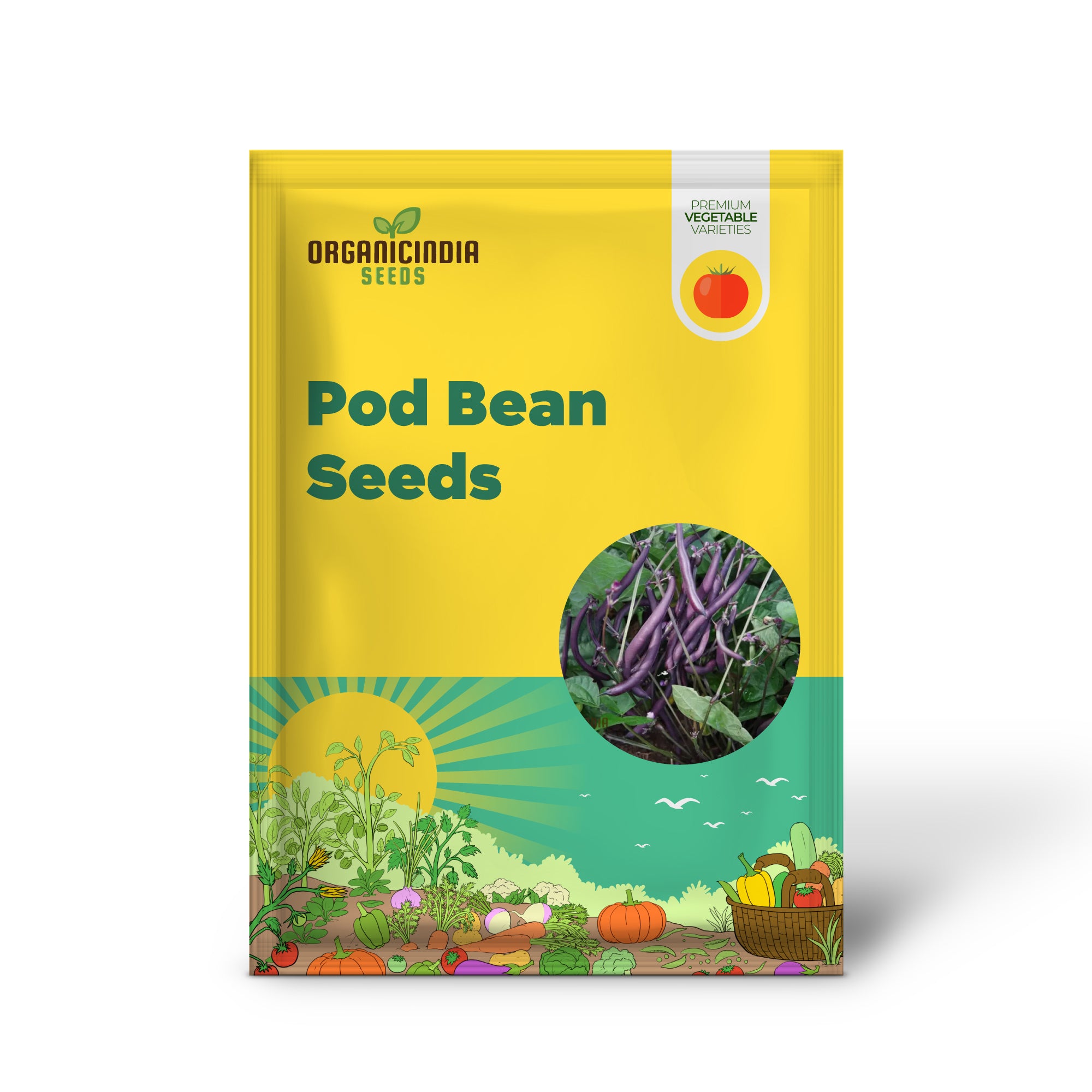 Royalty Purple Pod Bean Seedling Growing in Garden or Container