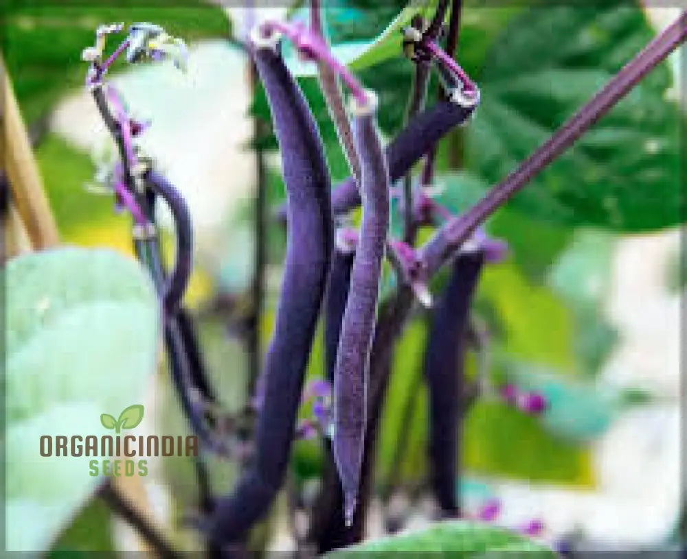 Royalty Purple Pod Bean Seeds For Planting â€“ Grow Your Own Majestic And Vibrant Heirloom Beans