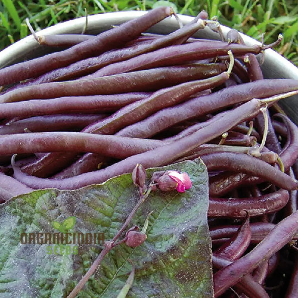 Royalty Purple Pod Bean Seeds for Planting, Heirloom Garden Bean Seeds