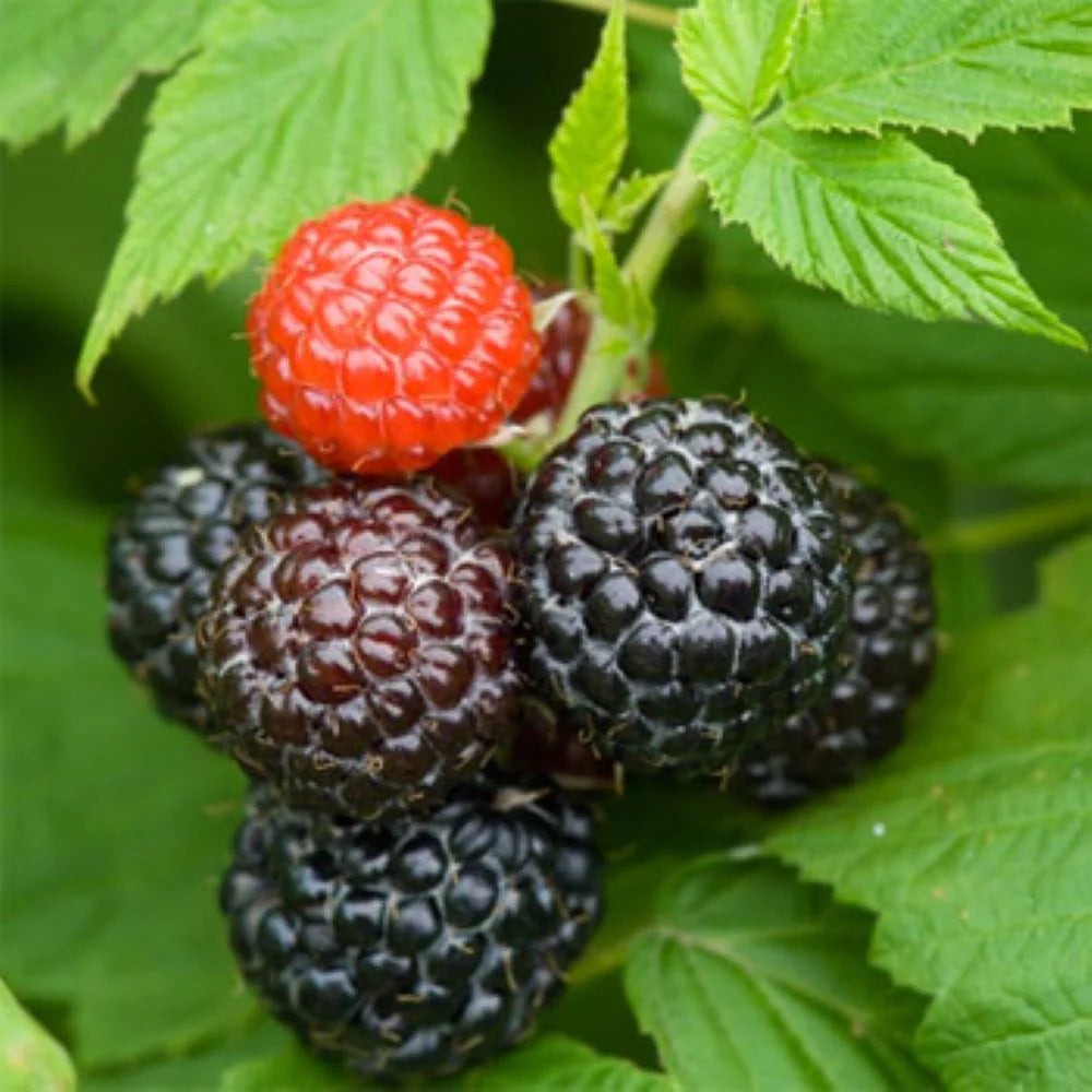 Rubus occidentalis black raspberry seeds germinating