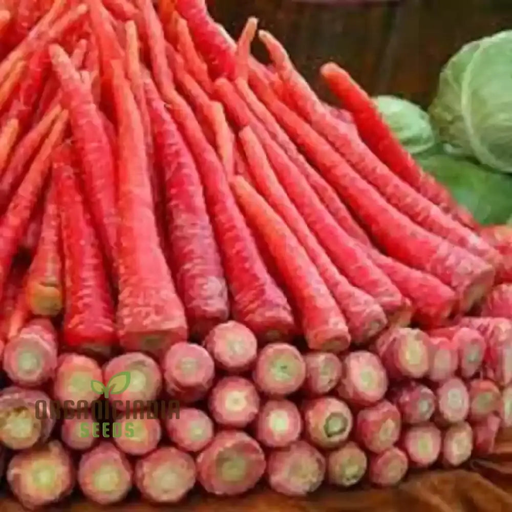 Mature Ruby Queen F1 Carrots in Garden, Premium Vegetable Seeds