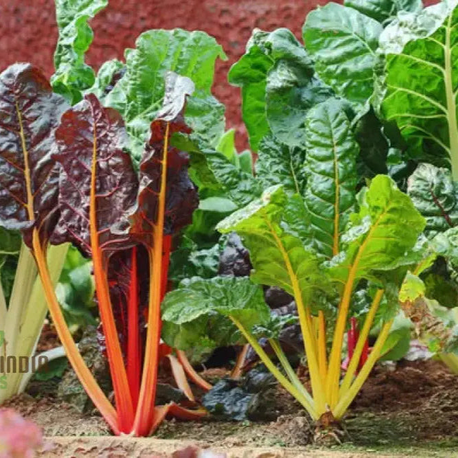 Ruby Red Silverbeet Seeds For Planting And Gardening - High-Quality Organic