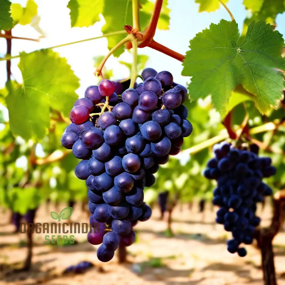 Ruby Roman Grape Seeds for Planting – Grow Premium Red Grapes