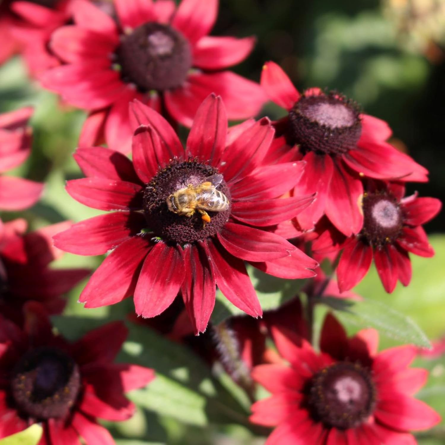 Rudbeckia seeds growing in container garden