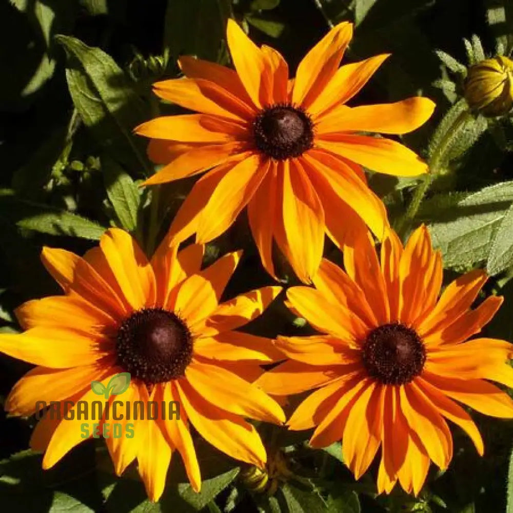Rudbeckia Hirta â€™Marmaladeâ€™ Flower Seeds For Planting Vibrant Marmalade Black-Eyed Susans For