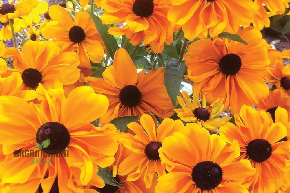Rudbeckia Hirta â€™Marmaladeâ€™ Flower Seeds For Planting Vibrant Marmalade Black-Eyed Susans For