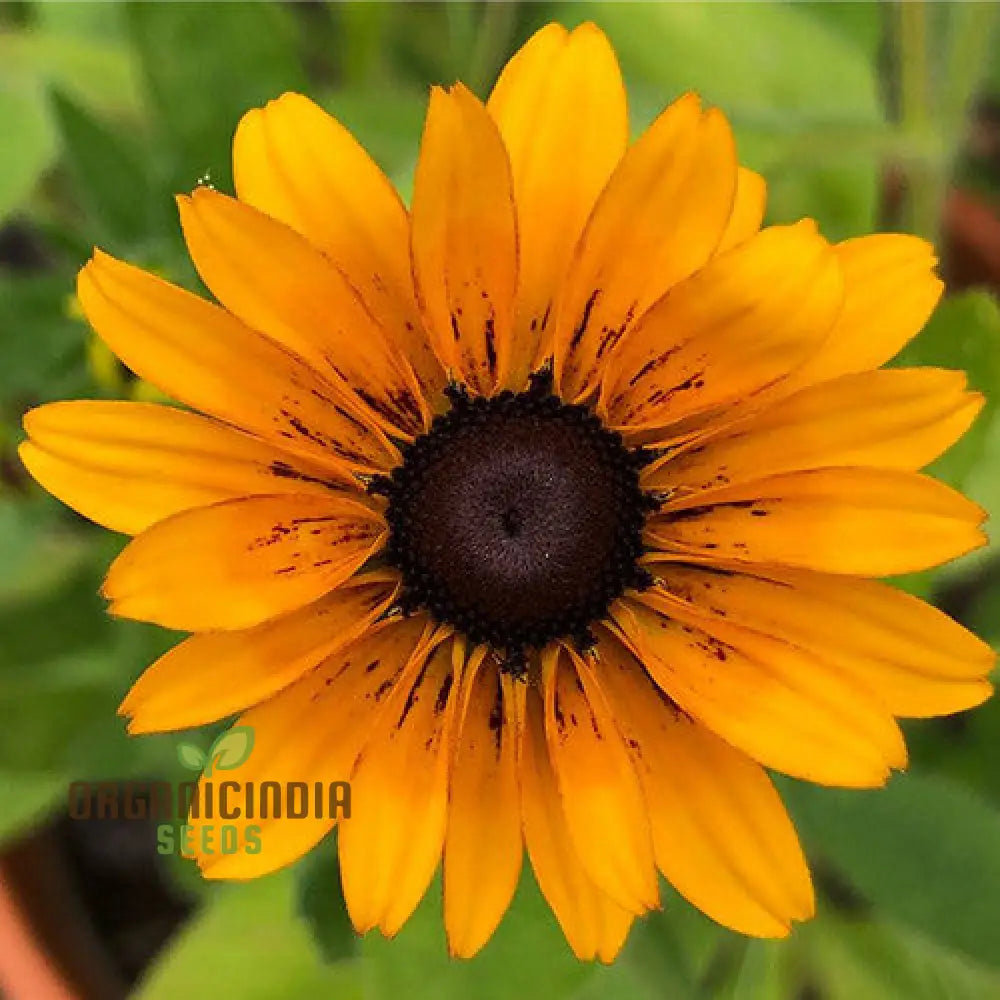Rudbeckia Hirta â€™Marmaladeâ€™ Flower Seeds For Planting Vibrant Marmalade Black-Eyed Susans For