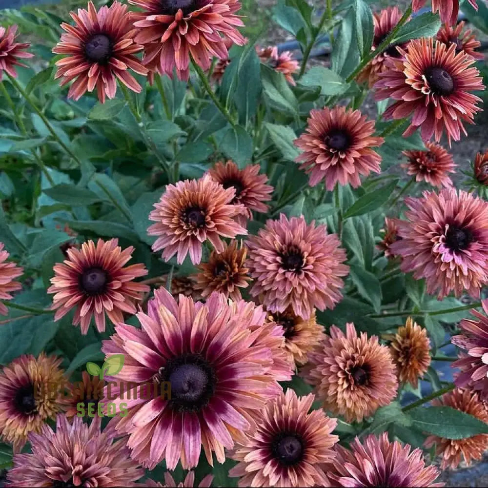 Rudbeckia Hirta Sahara seeds warm multicolor blooms