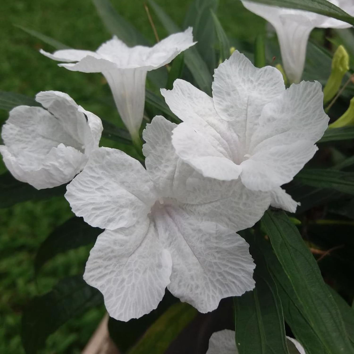 Ruellia Mexican Petunia Seeds White Flowers for Outdoor Containers