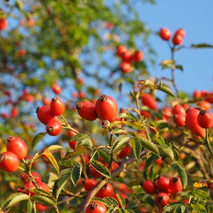 Rugosa Rose Seedlings Growing from Rose Hip Seeds