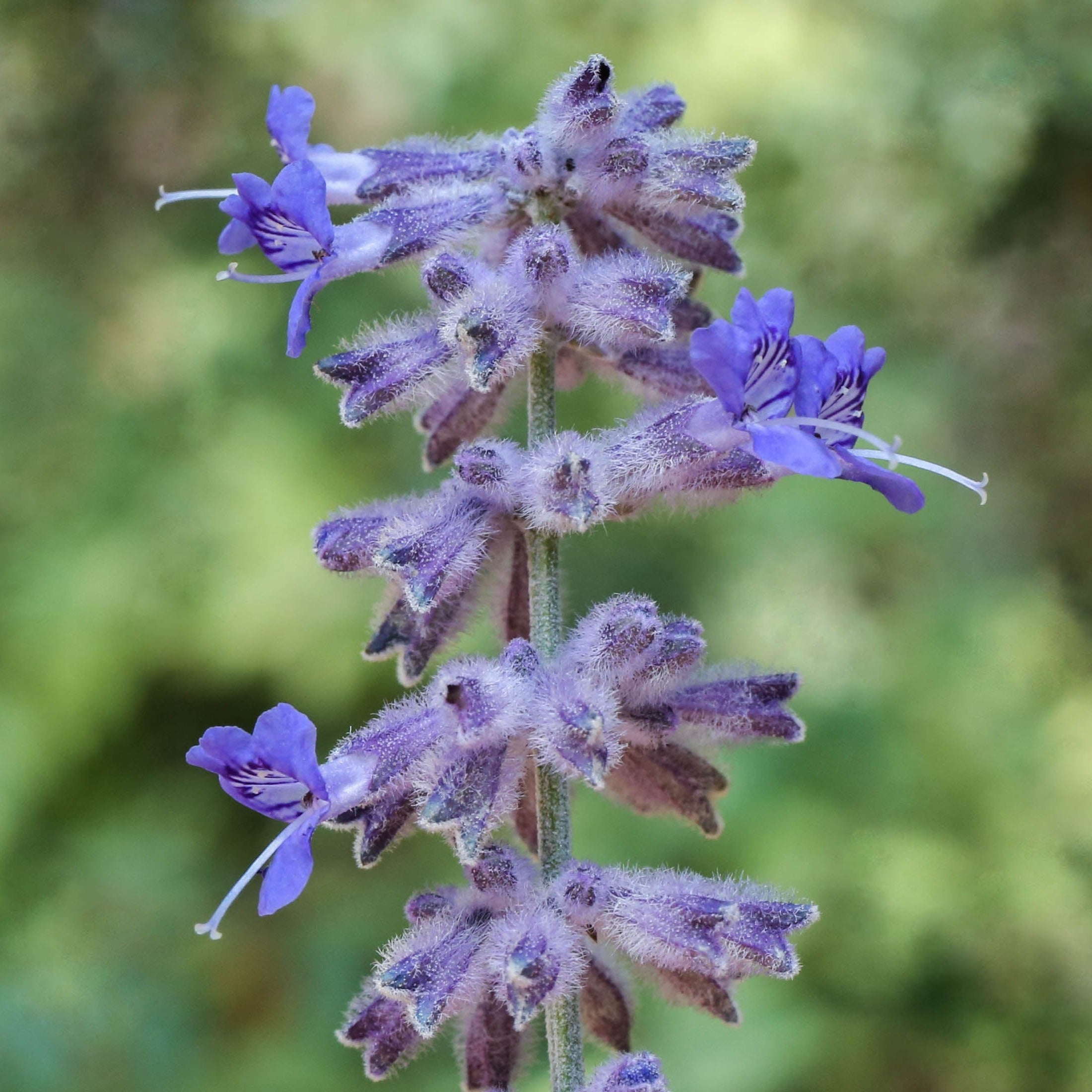 Russian Sage Perovskia Atriplicifolia Silvery Foliage Close Up