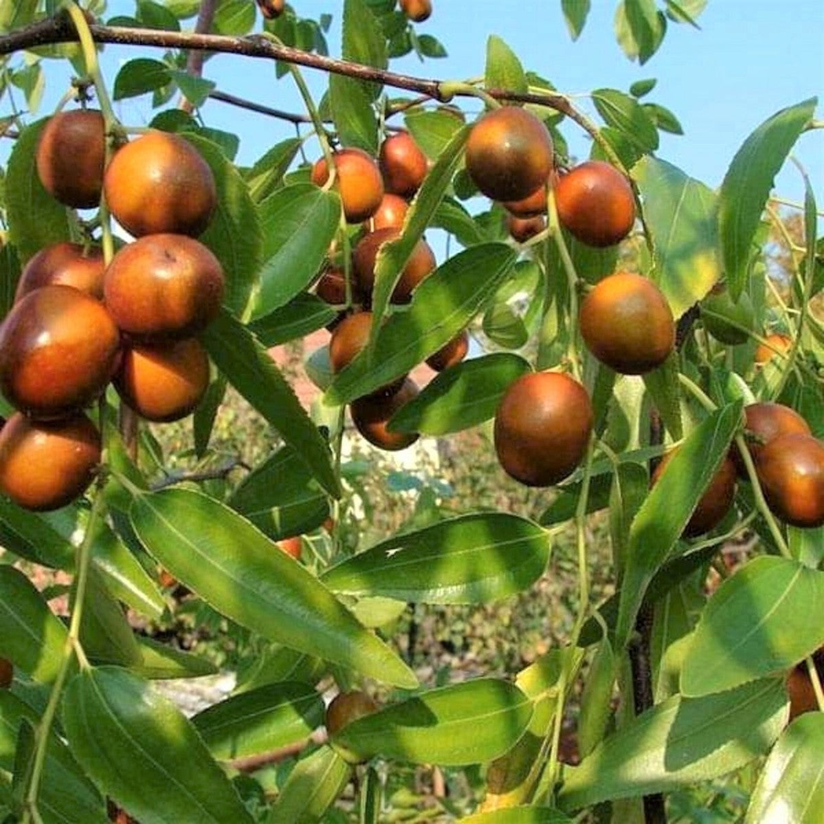 Semillas de árbol de fruta de dátil jujube asiático