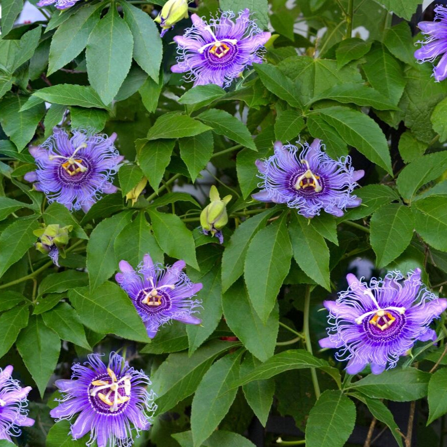 Graines de Passiflora Incarnata - Fleur de la Passion pourpre/Maypop, vigne vivace à croissance rapide, résistante à l'hiver - 200 pièces