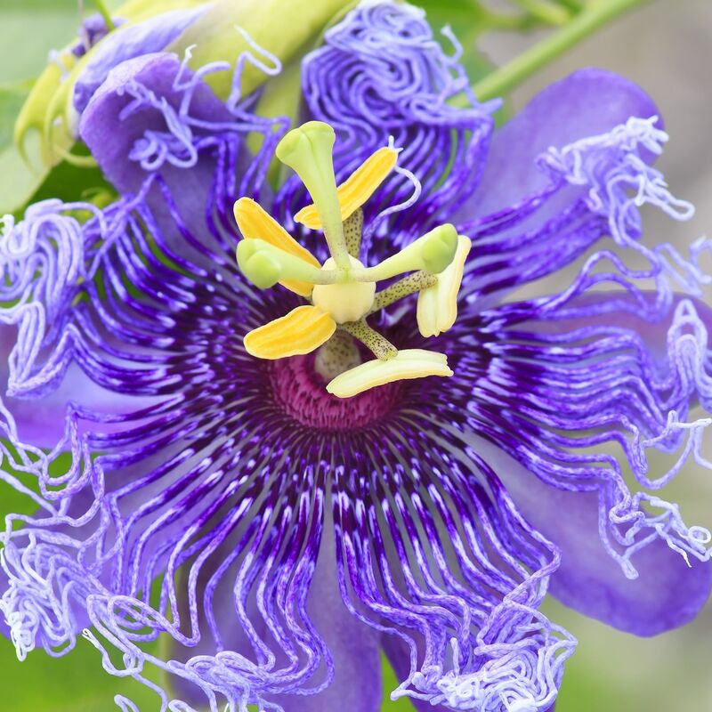 Graines de Passiflora Incarnata - Fleur de la Passion pourpre/Maypop, vigne vivace à croissance rapide, résistante à l'hiver - 200 pièces