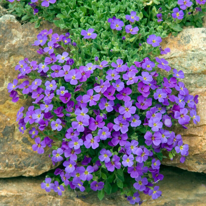 Thym rampant arc-en-ciel Cresson bleu - Fleur couvre-sol vivace pour jardin domestique, 200 pièces (12 couleurs)