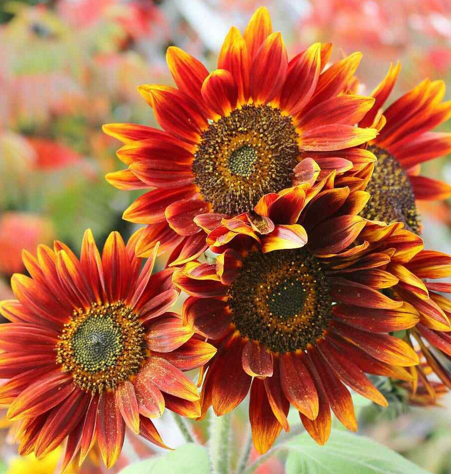 Bronze Sunflower Seeds – Warm, Coppery Blooms for Gardens & Landscapes
