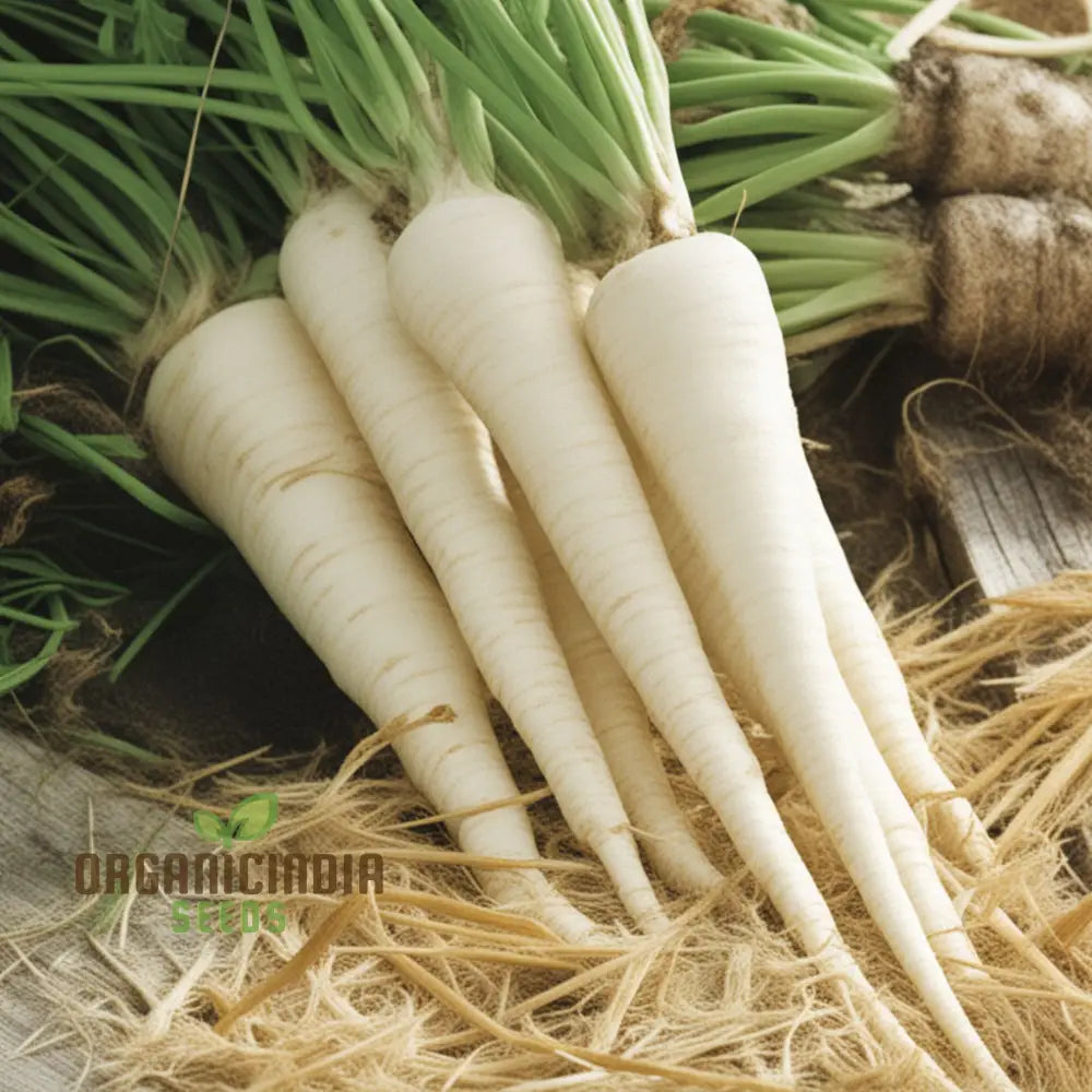 Sabre F1 Parsnip Seeds for Planting, Hybrid Root Vegetable Seeds