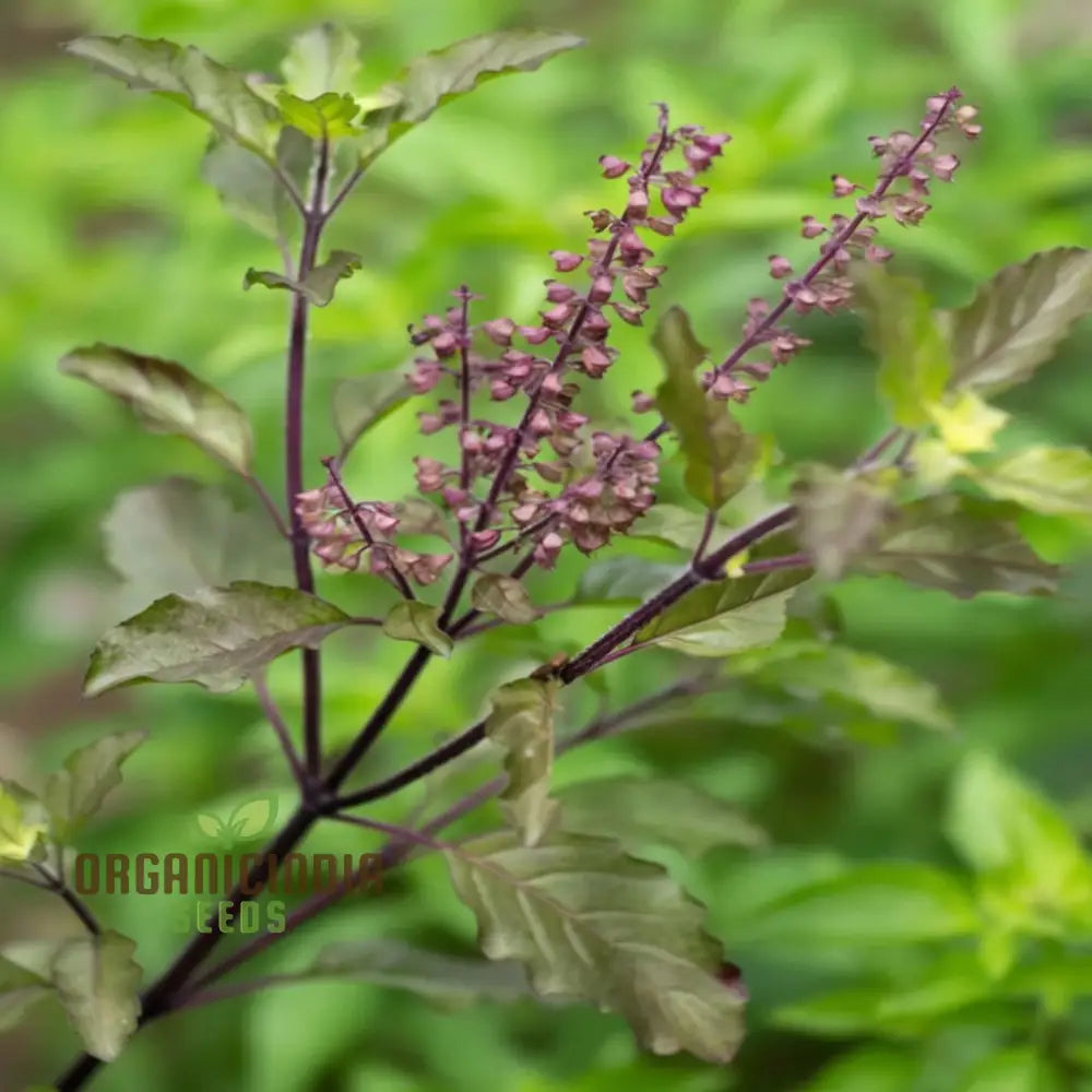 Sacred Tulsi Plants Growing in Home Garden