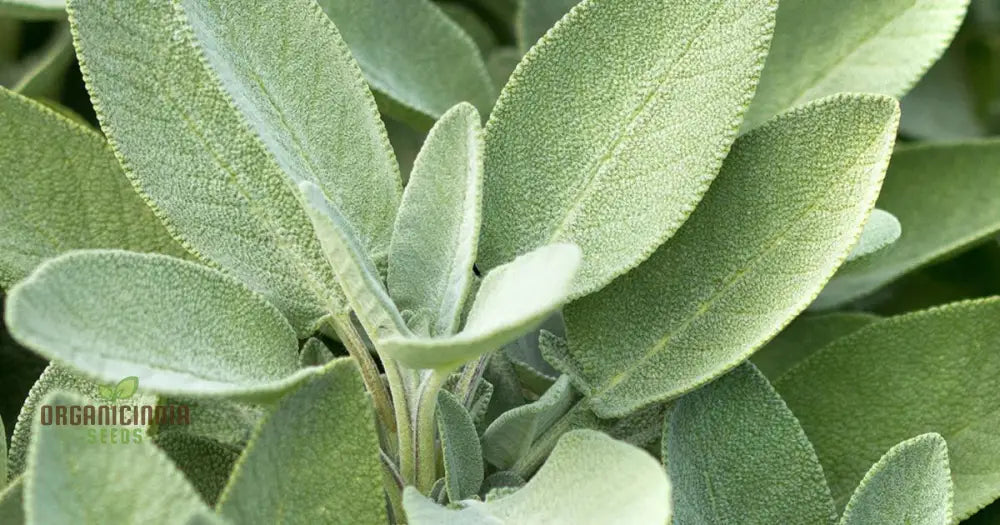 Sage Herb Growing in Home Garden Bed or Container