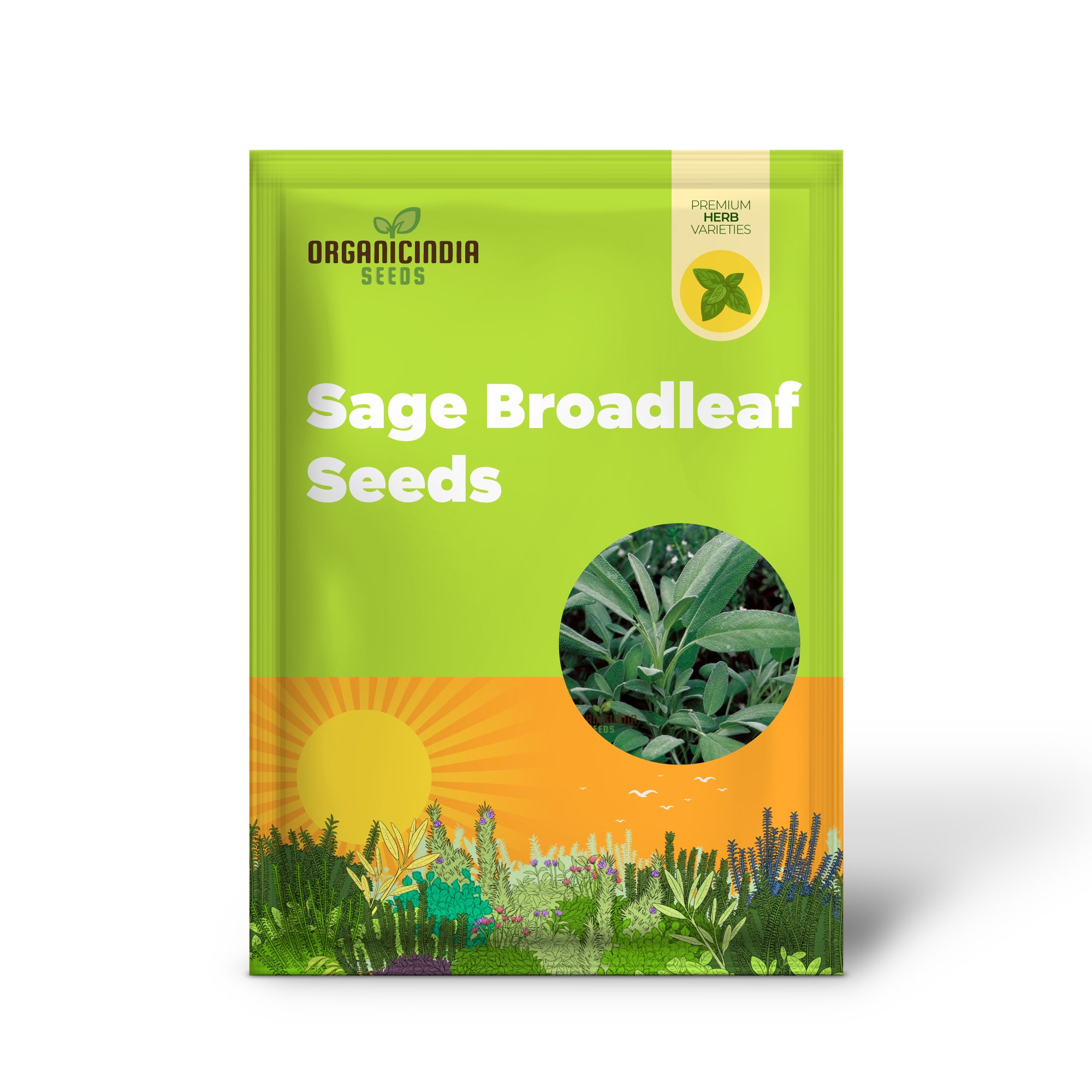 Sage Broadleaf Seeds for Easy Planting in Home Gardens