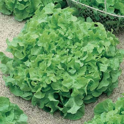 Mature Salad Bowl Lettuce Plant from Seeds, Crisp Leaf Greens