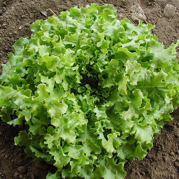 Salad Bowl Lettuce Seeds for Home Gardens, Fresh Leaf Greens