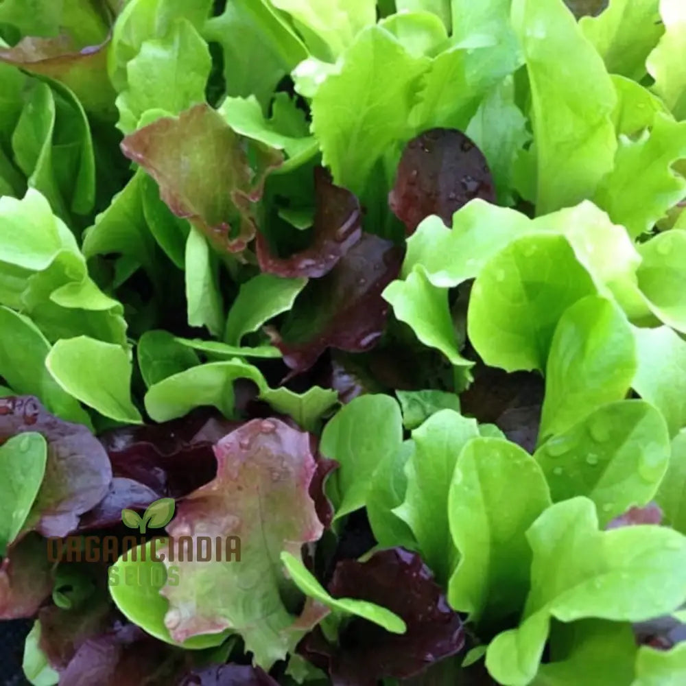 Salad Leaves Mesclun Mixed Seeds â€“ Elevate Your Gardening With A Diverse And Nutritious Blend Of