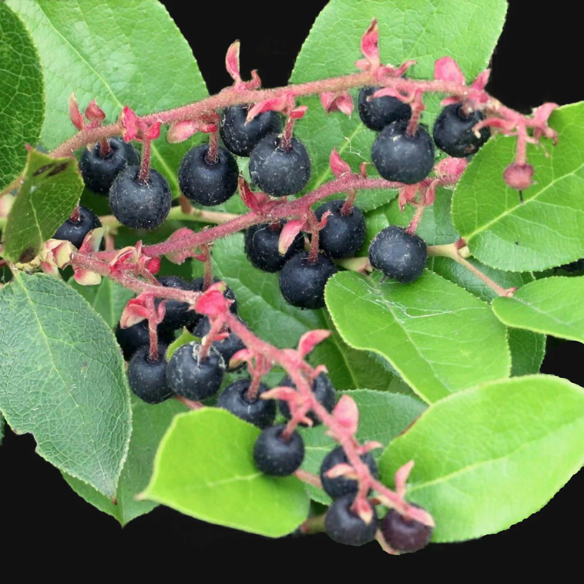 Salal Berry Seeds Non-GMO for Planting