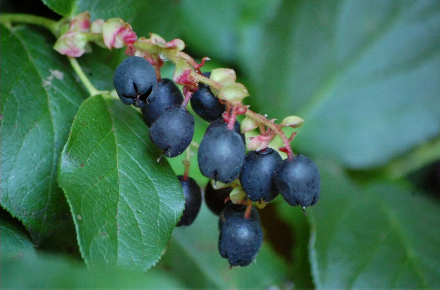 Evergreen Salal Shrub with Glossy Leaves