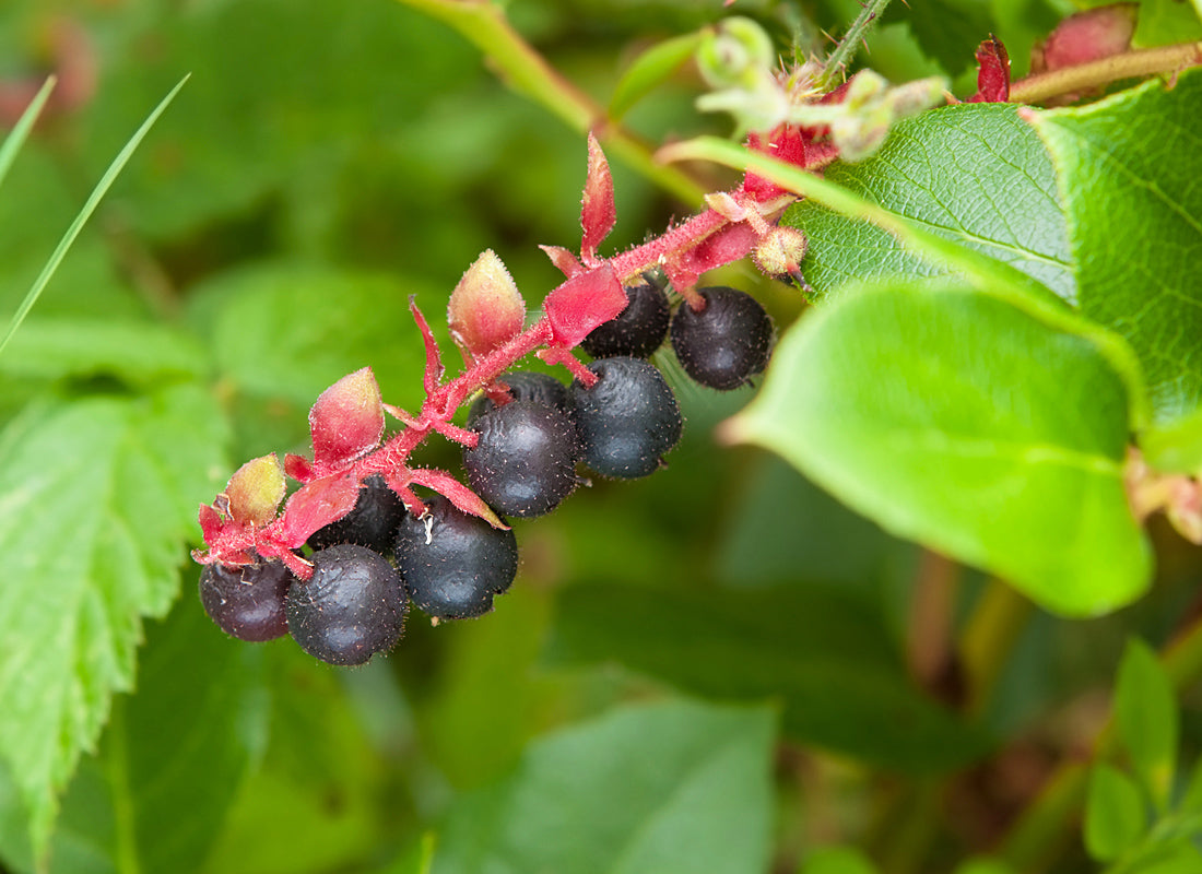 Pink to White Salal Flower Clusters