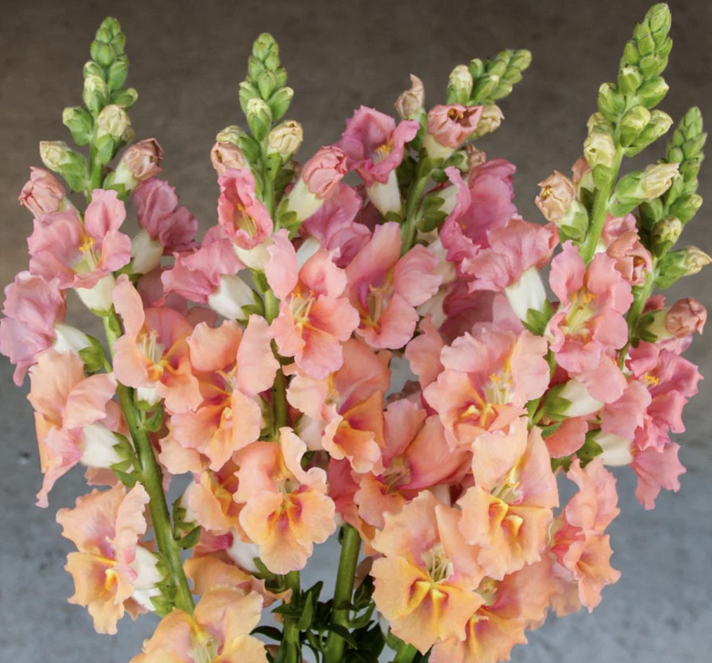 Salmon Snapdragon Flower Seeds for Vibrant Garden Blooms