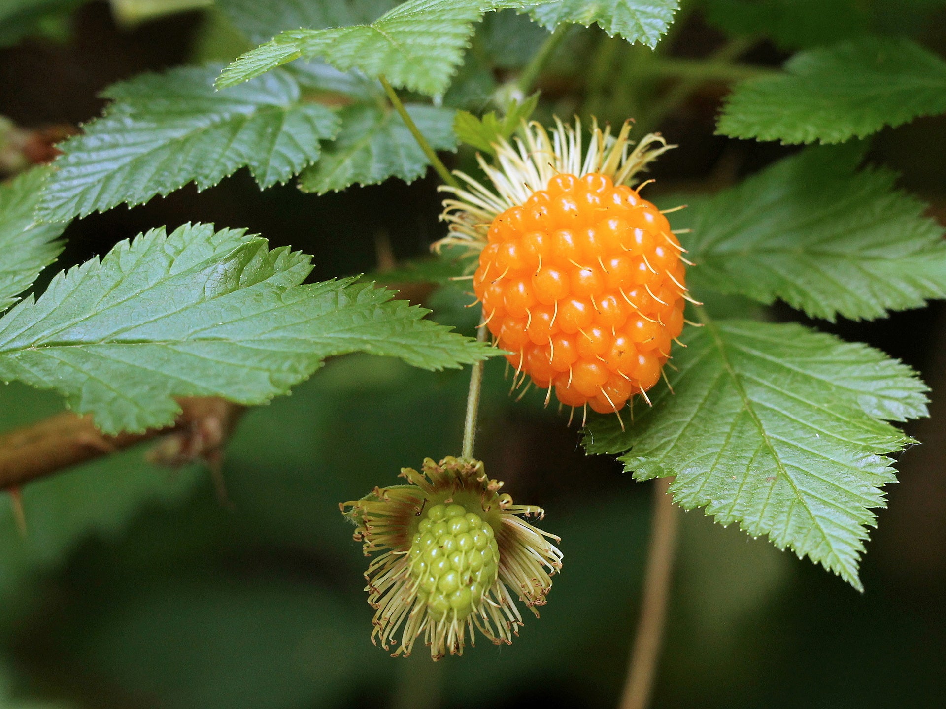Close-Up of Ripe Salmonberry Fruit