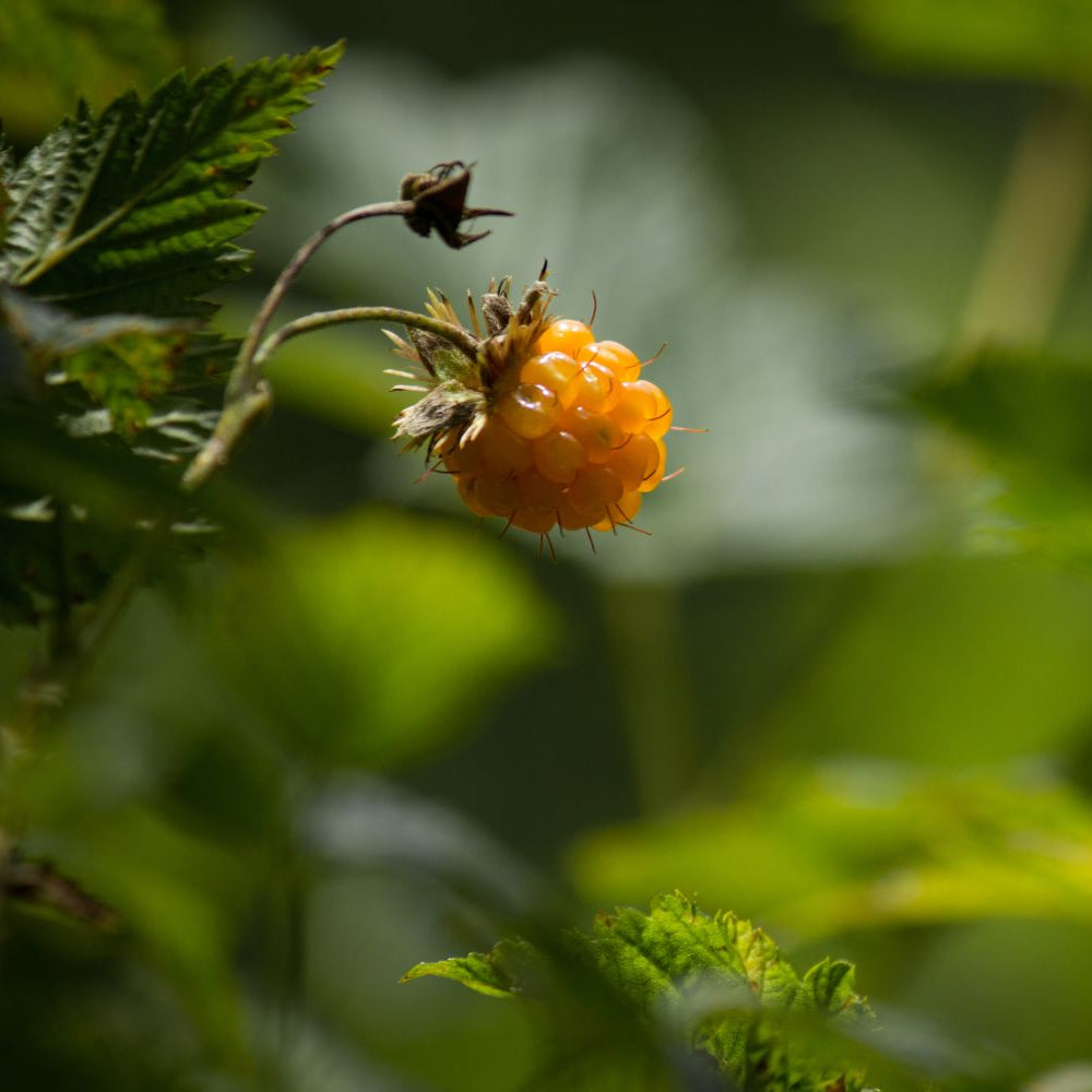 Salmonberry Seeds for Planting
