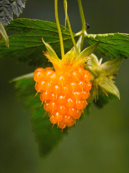 Mature Salmonberry Shrub in Garden