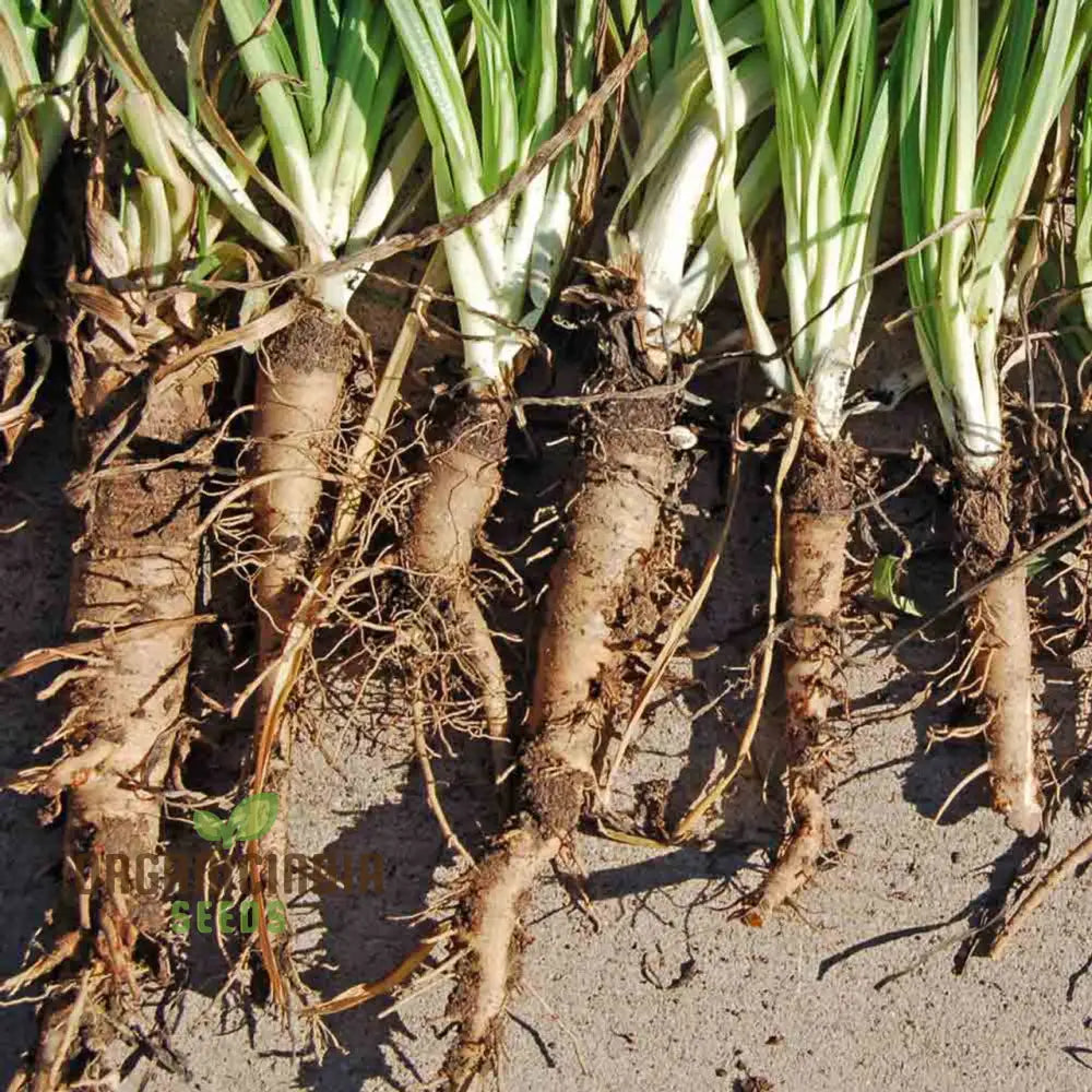Salsify Sandwich Island Vegetable Seeds For Planting: The Ultimate Gardenerâ€™s Delight For Exotic