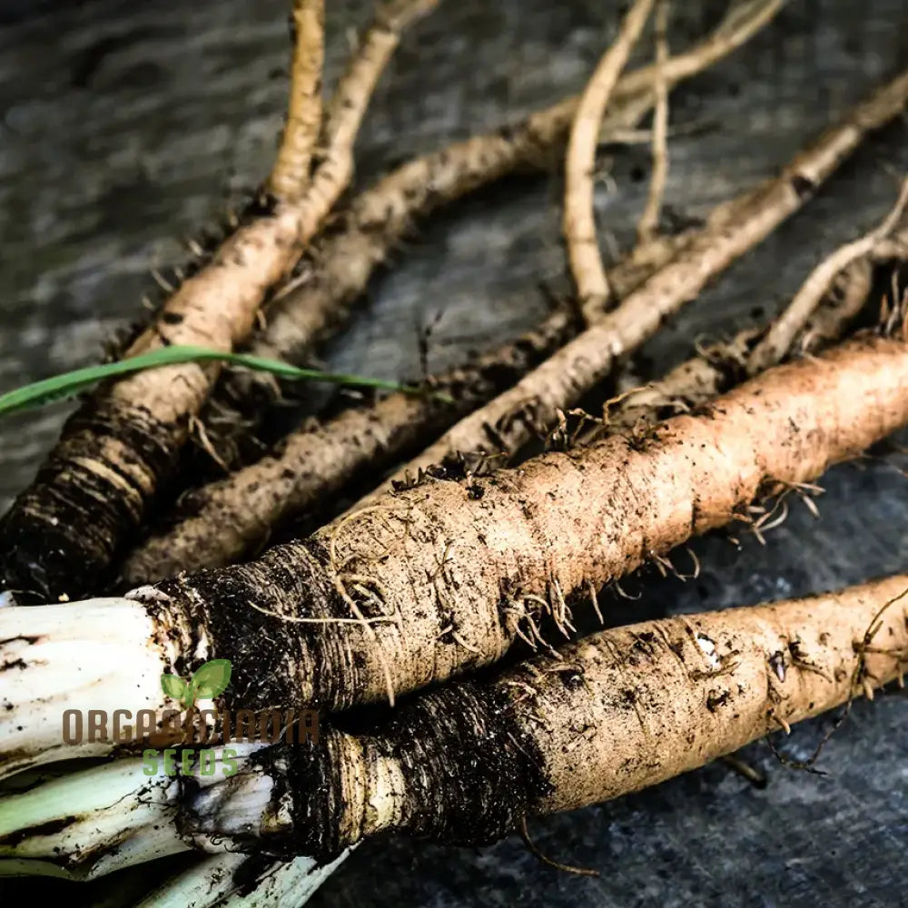 Salsify Sandwich Island Vegetable Seeds For Planting: The Ultimate Gardenerâ€™s Delight For Exotic