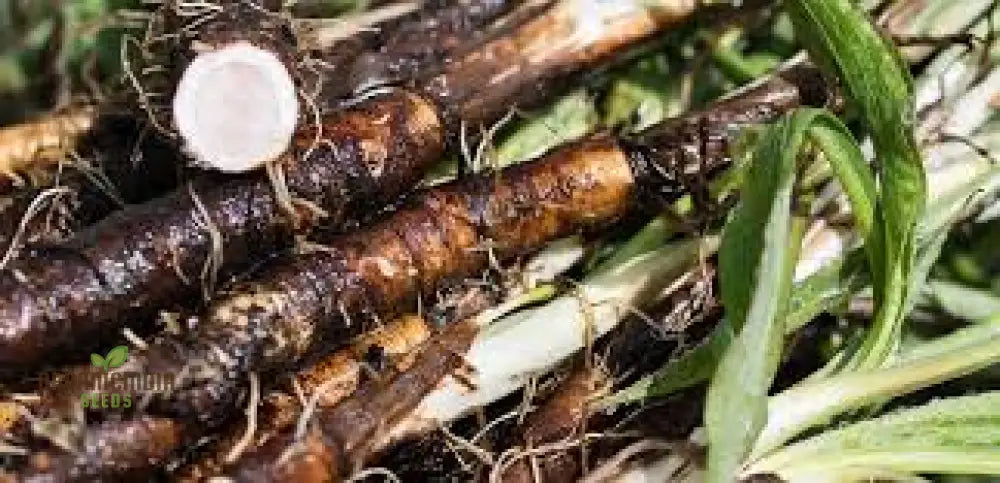 Salsify Sandwich Island Vegetable Seeds For Planting: The Ultimate Gardenerâ€™s Delight For Exotic