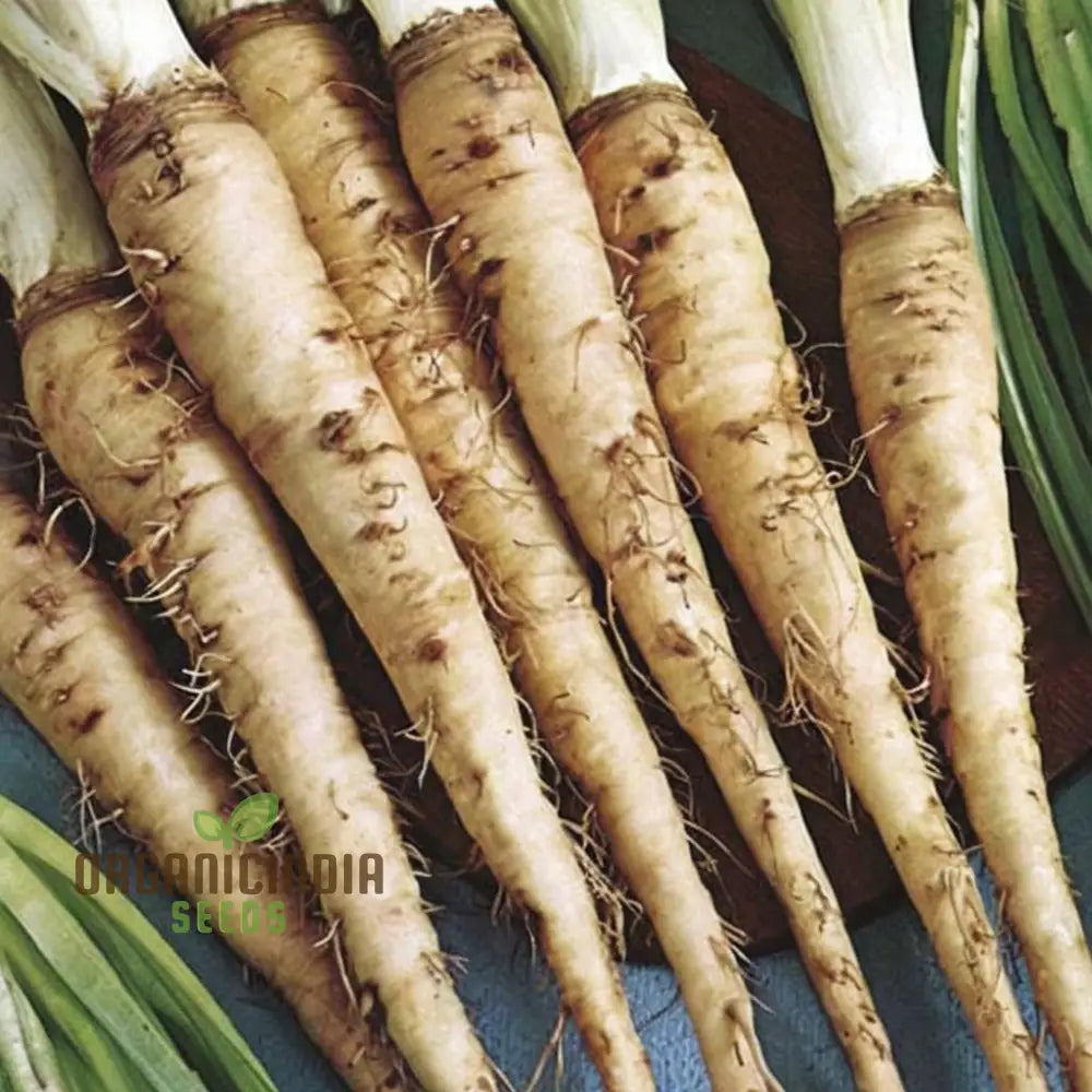 Salsify Seeds â€“ Elevate Your Gardening Experience With Nutritious And Versatile Root Vegetables