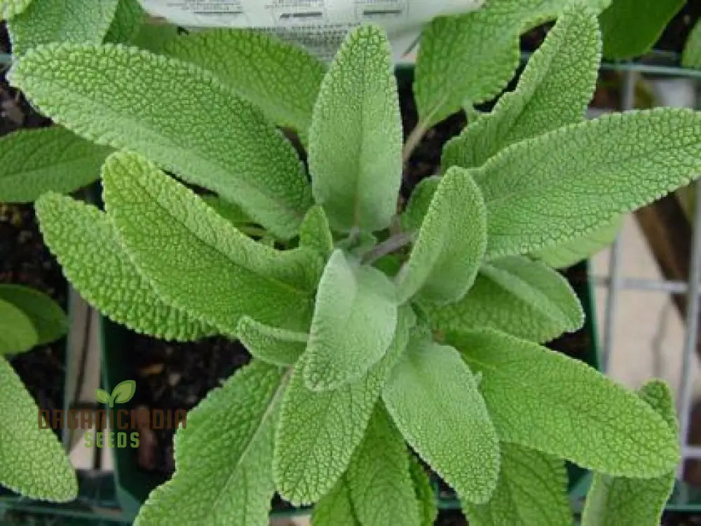 Salvia Alba Plant with White Blooms Growing in Garden