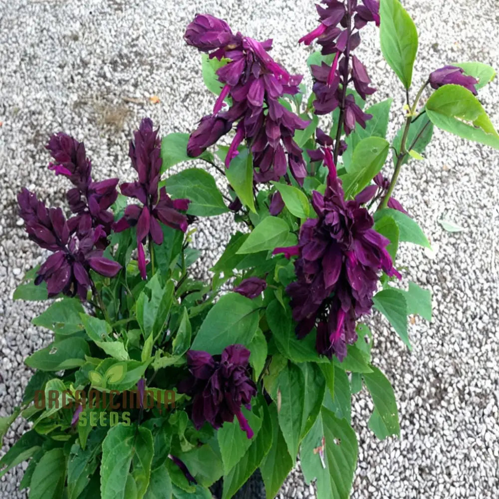 Salvia Flowers in Decorative Pot on Patio