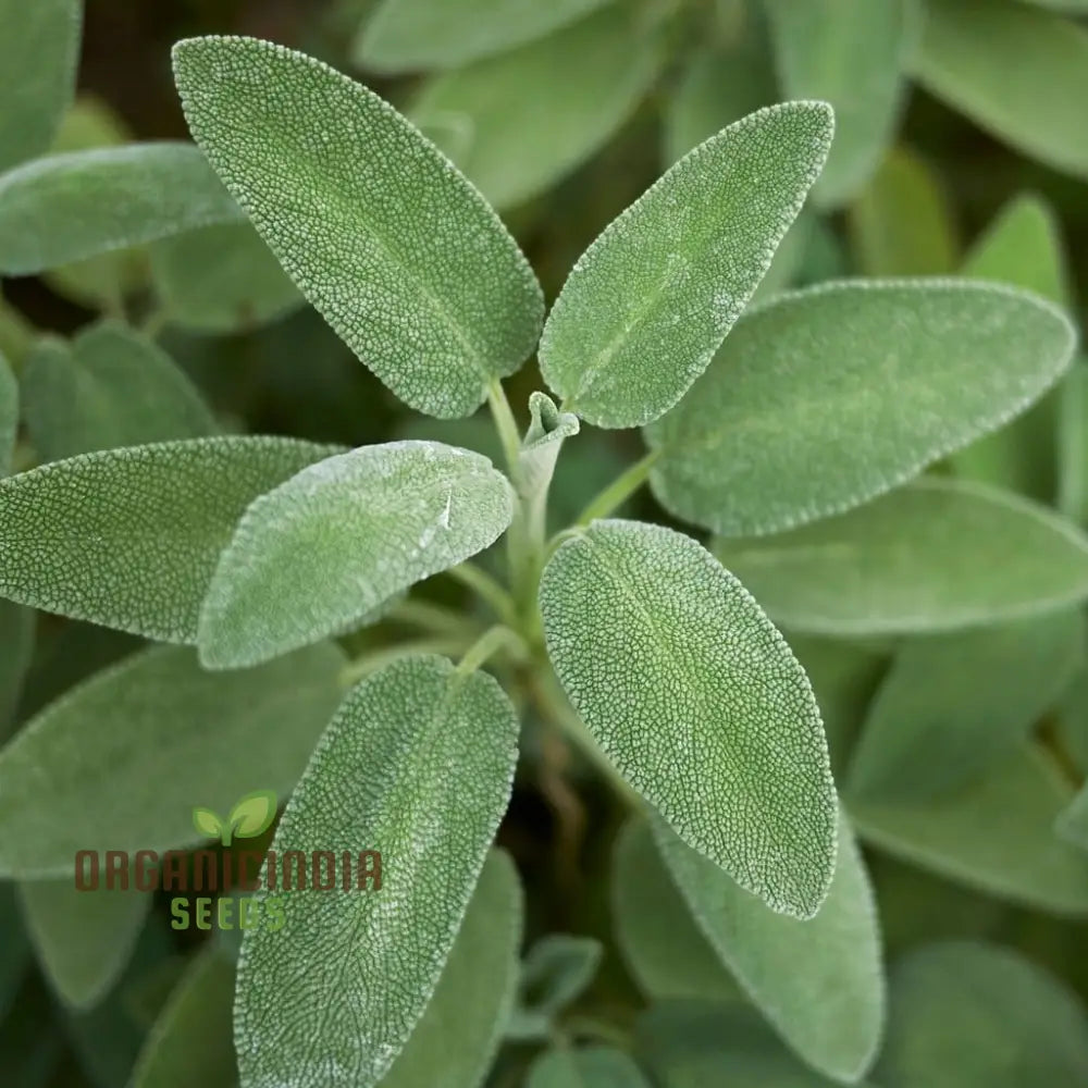Salvia Officinalis Alba Seeds Organic White Sage Herb for Planting